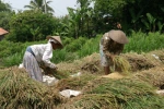 Rice Field in Java